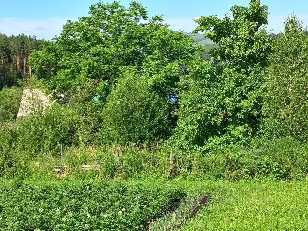 Пер малиновый. Нижнедевицкий район село Лог. Озека.