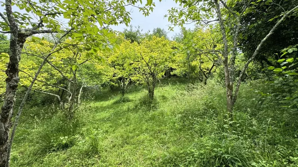 Участок в Краснодарский край, Сочи городской округ, с. Прогресс ул. ... - Фото 2