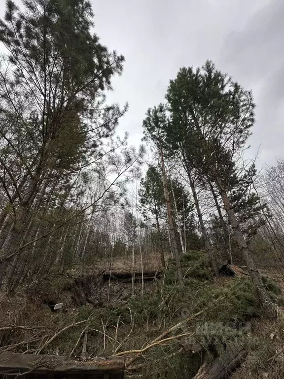 Участок в Иркутская область, Иркутский муниципальный округ, Мечта ДНТ ... - Фото 1