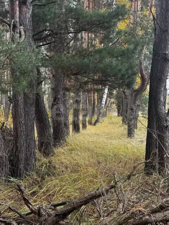 Участок в Брянская область, Брянский район, Свенское с/пос, пос. Свень ... - Фото 1