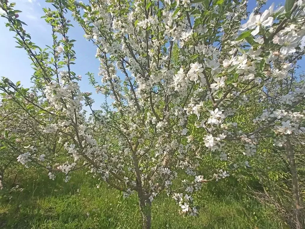 Участок в Краснодарский край, Анапа муниципальный округ, Гостагаевская ... - Фото 2