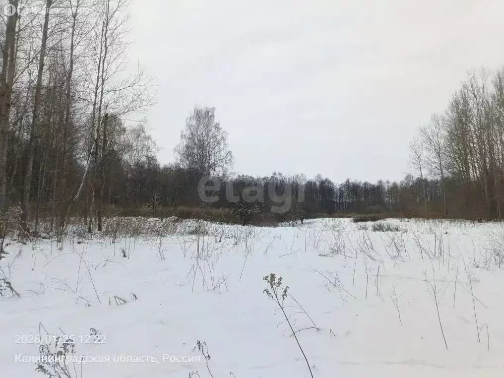 Участок в Калининградская область, Полесский муниципальный округ, ... - Фото 1
