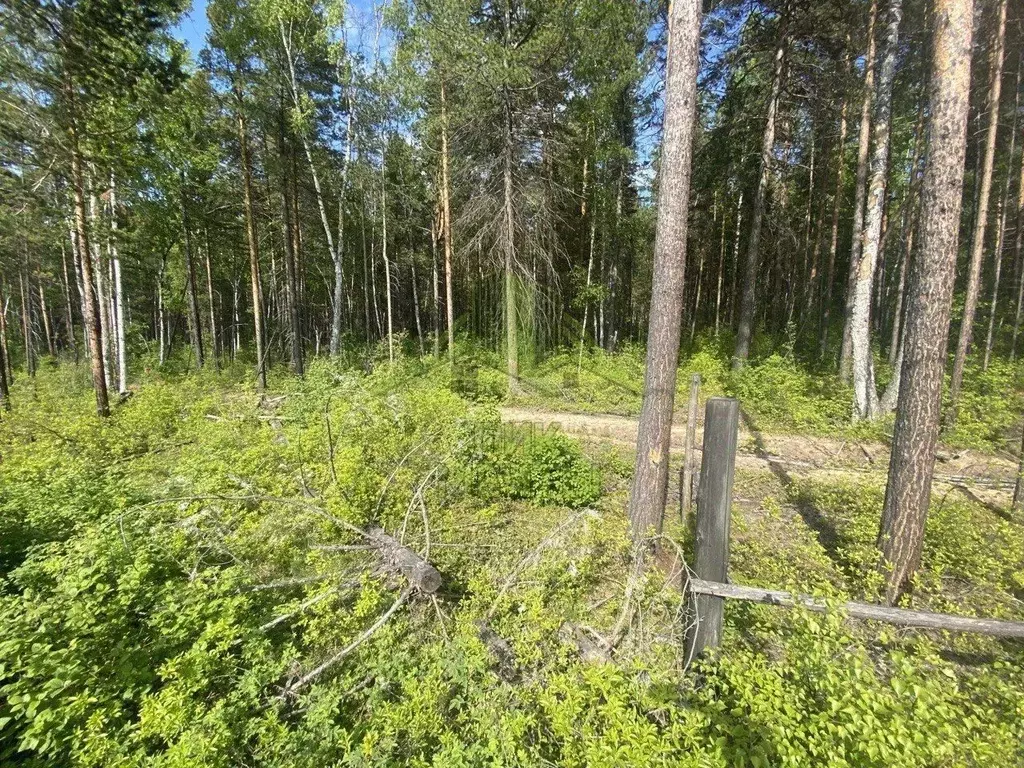 Участок в Бурятия, Прибайкальский район, с. Горячинск  (6.0 сот.) - Фото 1