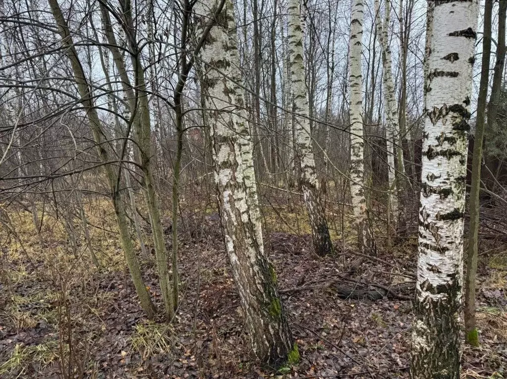 Участок в Московская область, Богородский городской округ, д. ... - Фото 0