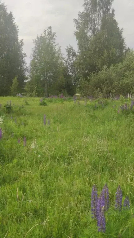 Участок в Нижегородская область, Бор городской округ, д. Журавли  (7.0 ... - Фото 1