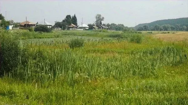 Участок в Алтайский край, Бийский район, пос. Мальцева Курья ул. ... - Фото 1