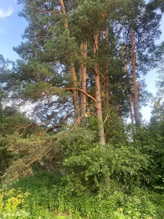 Участок в Московская область, Рузский городской округ, д. Костино  ... - Фото 0