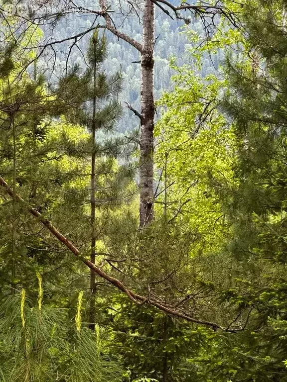 Участок в Турочакский район, село Артыбаш (20 м) - Фото 1