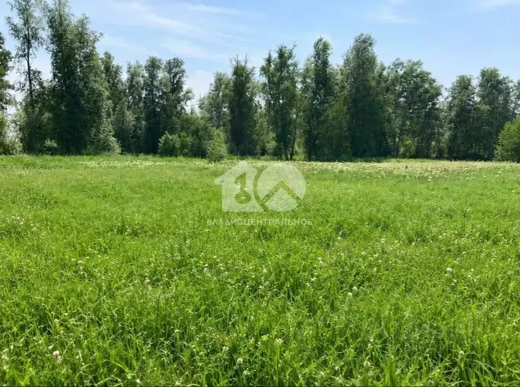 Участок в Новосибирская область, Новосибирский район, Толмачевский ... - Фото 2