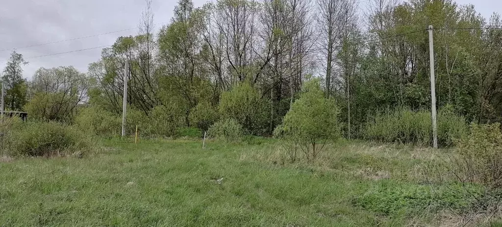 Участок в Новгородская область, Шимск рп ул. Свободы, 1 (15.0 сот.) - Фото 0