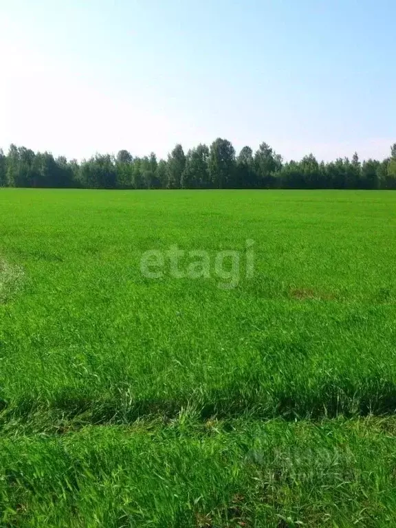 Участок в Ростовская область, Мясниковский район, с. Большие Салы ул. ... - Фото 0