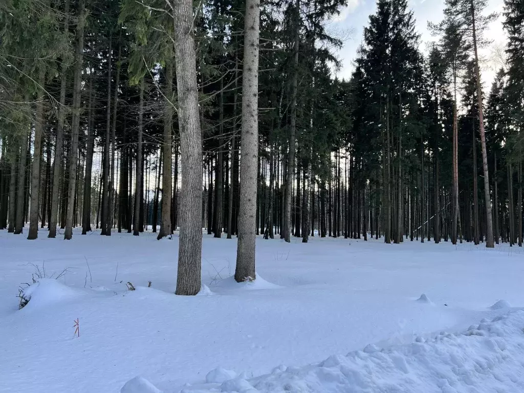 Участок в Московская область, Дмитровский муниципальный округ, д. ... - Фото 2