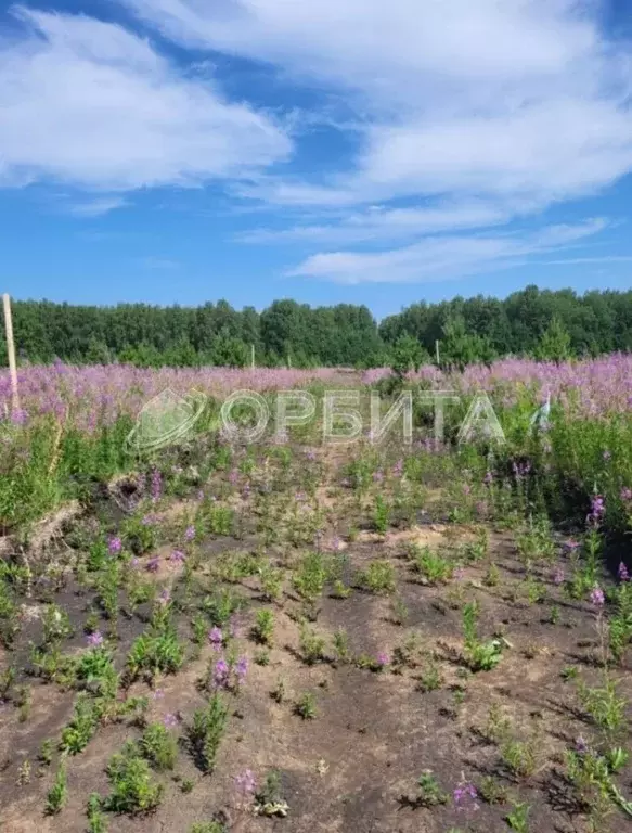 Участок в Тюменская область, Тюменский район, д. Елань 14 (8.0 сот.) - Фото 1