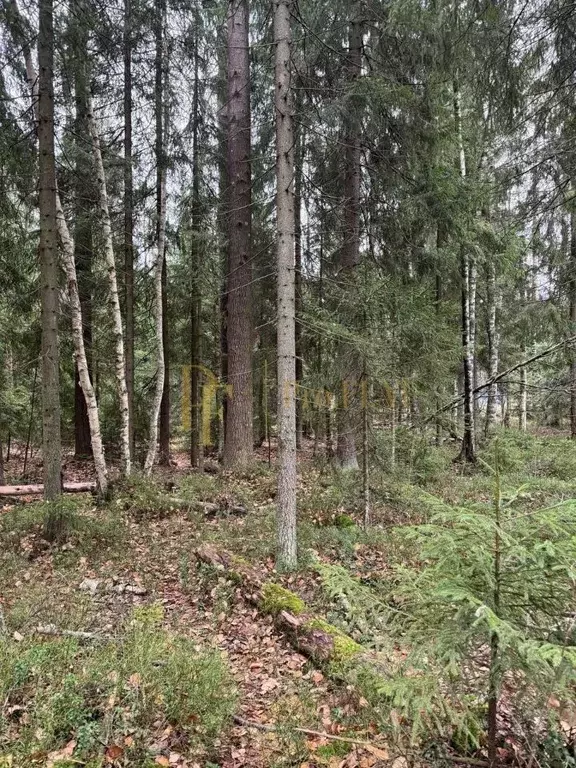 Участок в Ленинградская область, Всеволожский район, Сертоловское ... - Фото 1