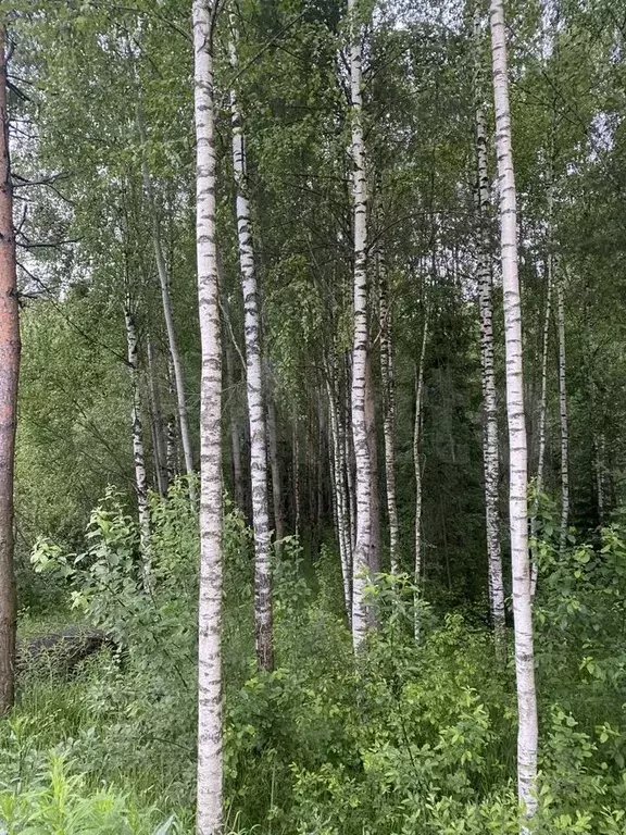 Участок 6 сот. (ИЖС) - Фото 0