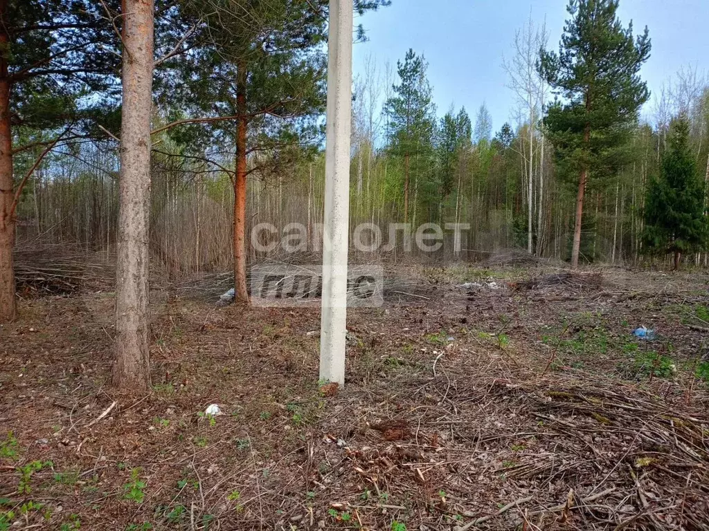Участок 12 сот. (СНТ, ДНП) - Фото 1