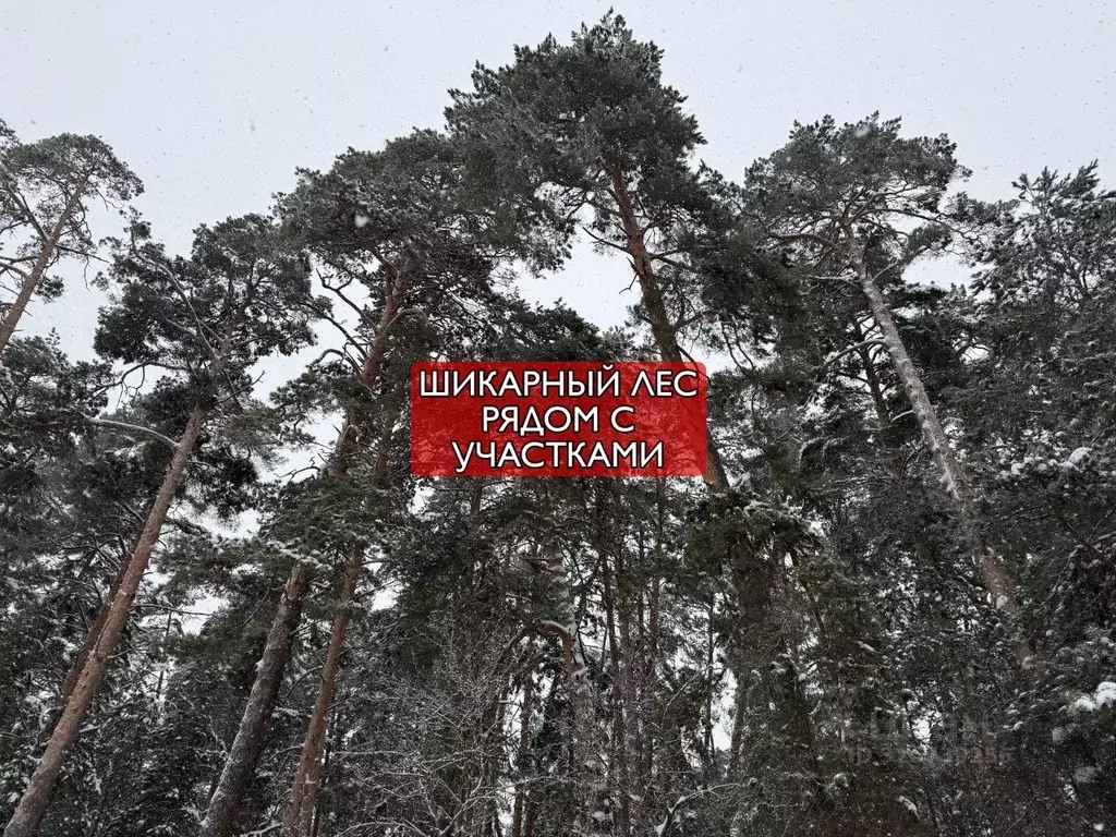 Участок в Московская область, Можайский муниципальный округ, Форест ... - Фото 1