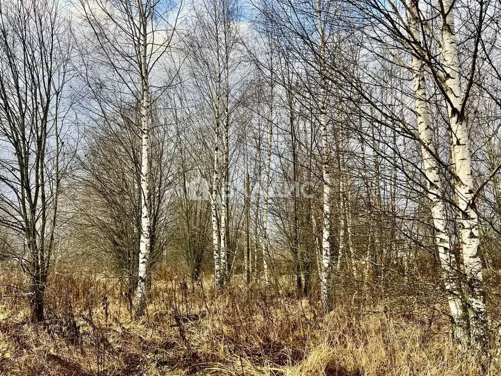 Участок в Владимирская область, Александровский муниципальный округ, ... - Фото 1
