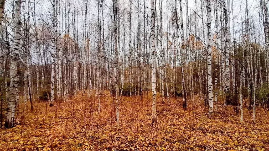 Участок в Кировская область, Слободской район, Шиховское с/пос, д. ... - Фото 0