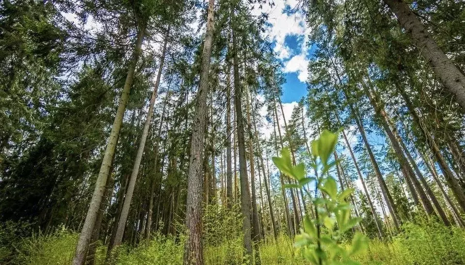 Участок в Иркутская область, Иркутский муниципальный округ, д. ... - Фото 1