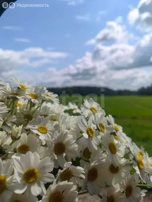 Участок в Пермский муниципальный округ, СНТ Маяк (6 м) - Фото 2