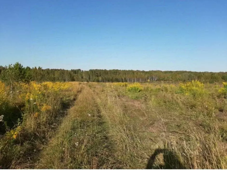 Участок в Новосибирская область, Мошковский район, Индия кп, Индия-Юг ... - Фото 1