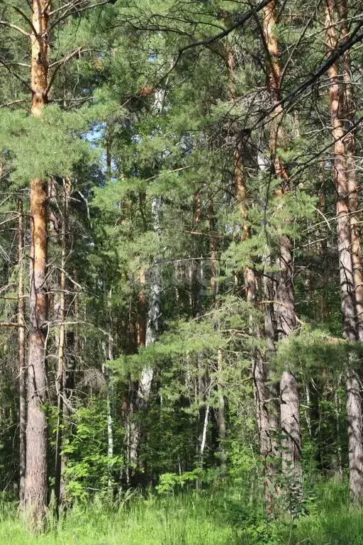 Участок в Свердловская область, Полевской городской округ, с. ... - Фото 1