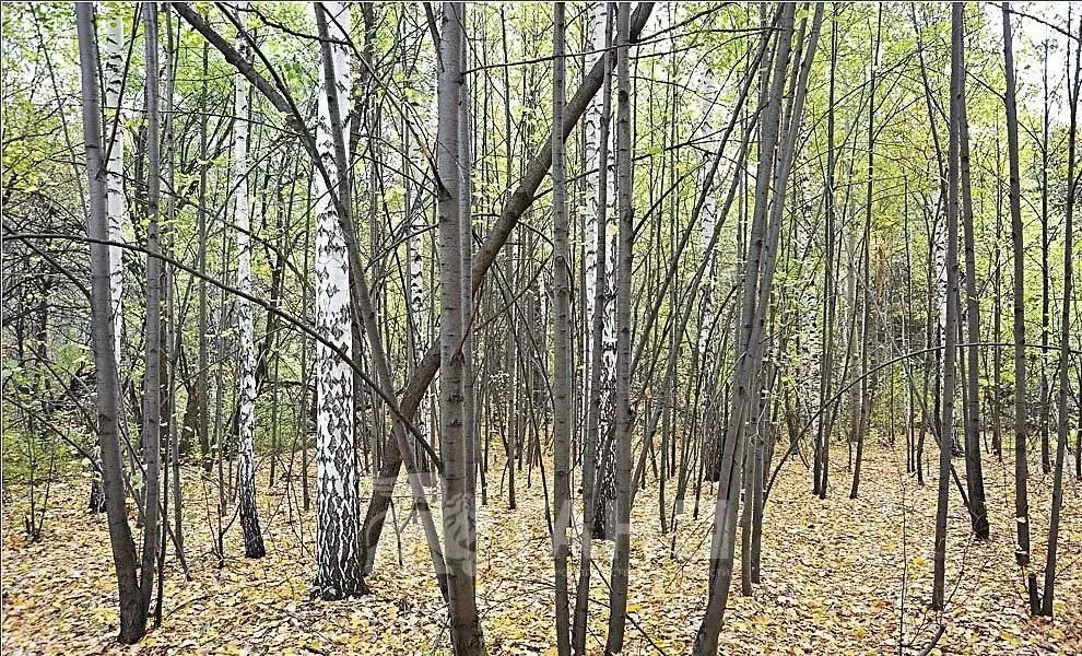 Участок в Ленинградская область, Ломоносовский район, Лебяженское ... - Фото 0