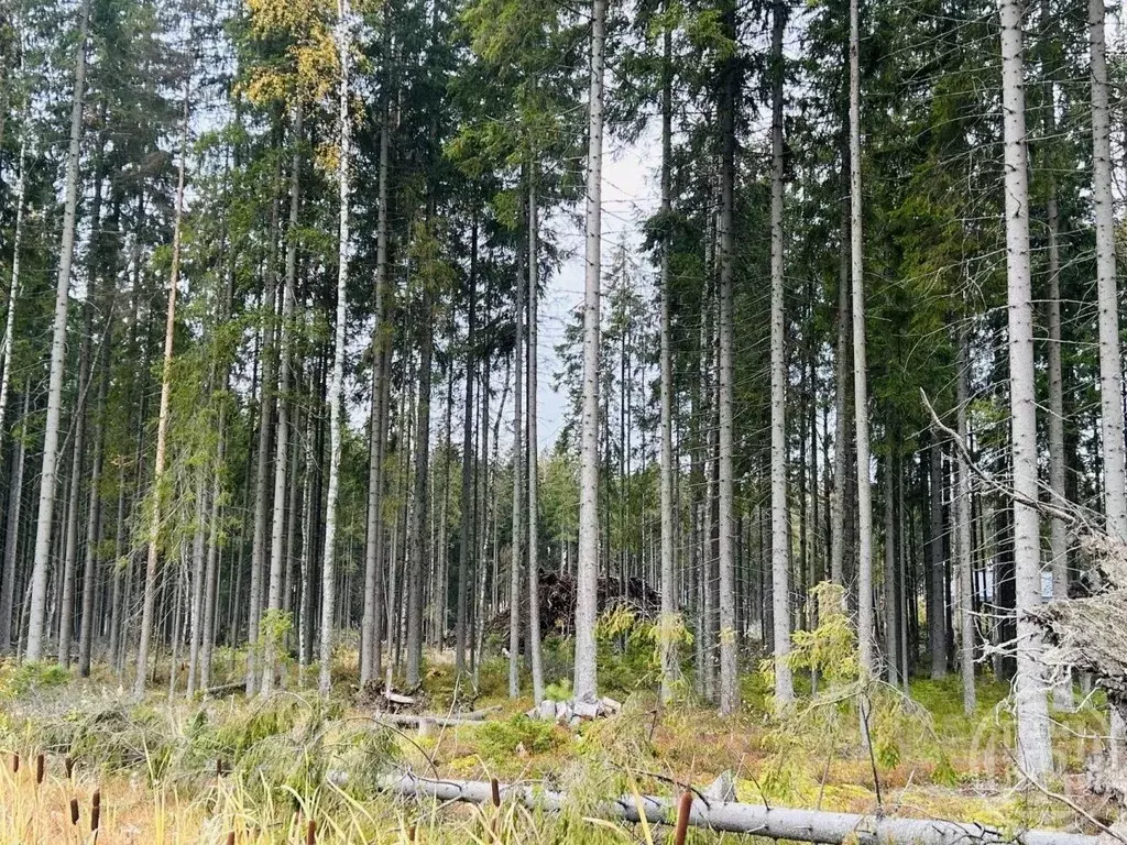 Участок в Ленинградская область, Сертолово Всеволожский район, Медное ... - Фото 1