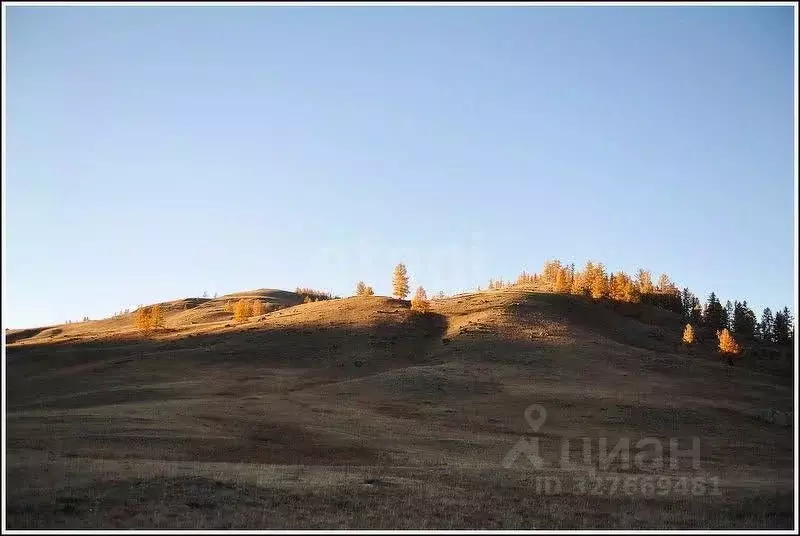 Участок в Алтай, Улаганский район, с. Улаган ул. Петра Сухова (17.5 ... - Фото 1