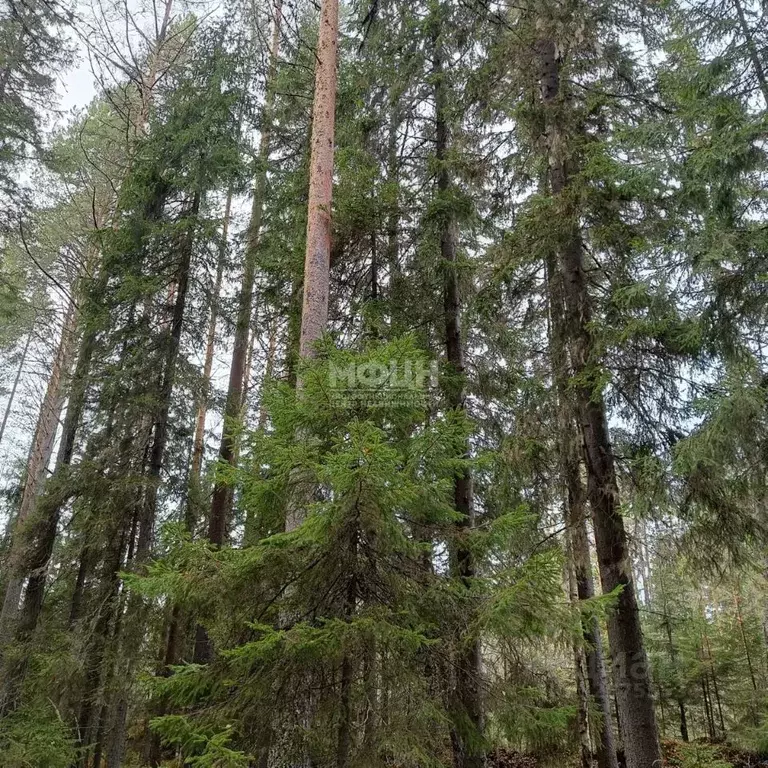 Участок в Карелия, Прионежский район, Деревянское с/пос, Орзега ст. 67 ... - Фото 2