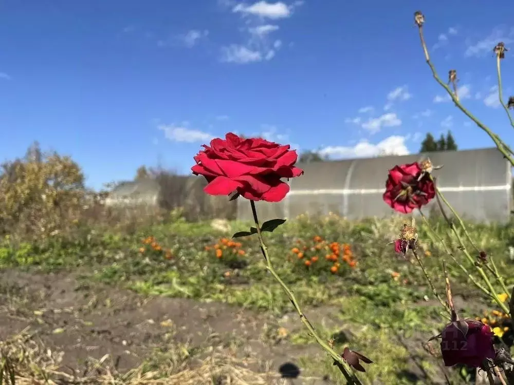 Участок в Кемеровская область, Кемеровский муниципальный округ, пос. ... - Фото 2