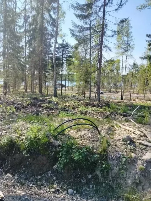 Участок в Ленинградская область, Тосненский район, Любанское городское ... - Фото 1