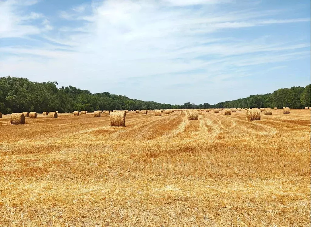Участок в Ставропольский край, Курский муниципальный округ  (2650.0 ... - Фото 2
