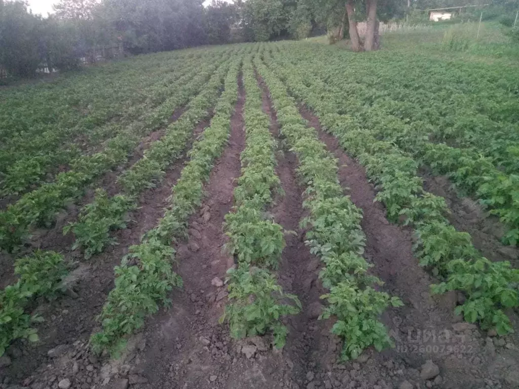 Участок в Белгородская область, Яковлевский муниципальный округ, с. ... - Фото 2