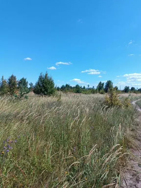 Участок в Липецкая область, Задонский район, Верхнеказаченский ... - Фото 0