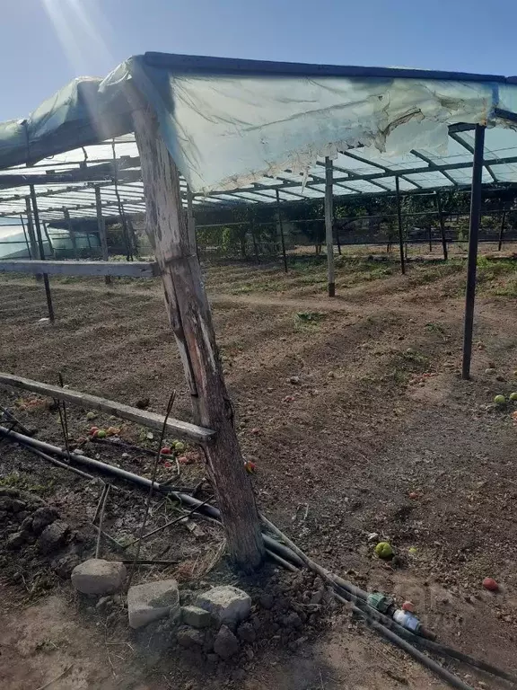 Участок в Волгоградская область, Среднеахтубинский район, Фрунзенское ... - Фото 1