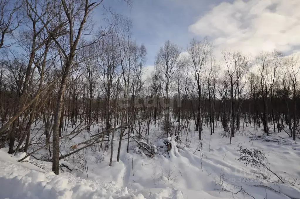 Участок в Сахалинская область, Анивский городской округ, с. Троицкое  ... - Фото 1