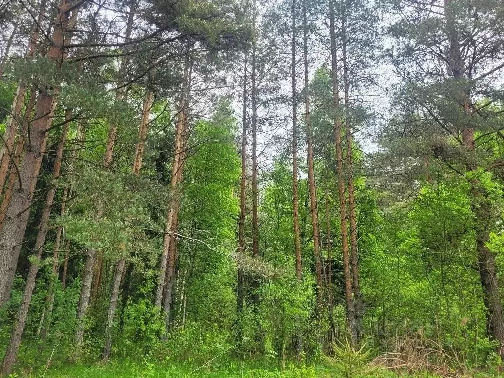 Участок в Ленинградская область, Ломоносовский район, Лебяженское ... - Фото 1