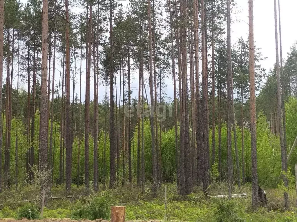 Участок в Коми, Сыктывкар городской округ, Краснозатонский пгт ул. ... - Фото 0