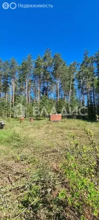 Участок в Куйвозовское сельское поселение, садоводческое ... - Фото 1