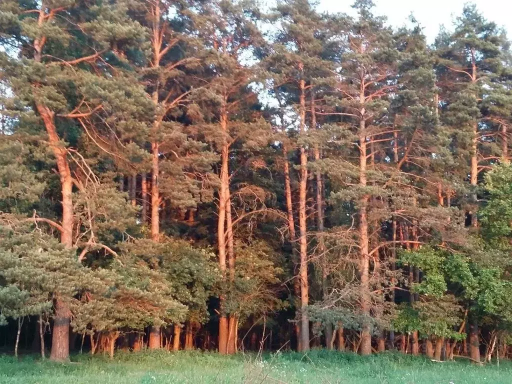 Участок в Московская область, Одинцовский городской округ, д. Дарьино  ... - Фото 1