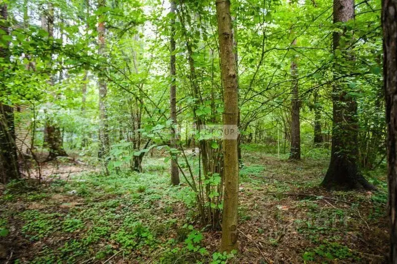 Участок в Московская область, Одинцовский городской округ, с. ... - Фото 2