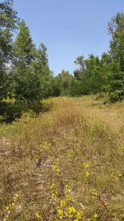 Участок в Волгоградская область, Среднеахтубинский район, Ахтубинское ... - Фото 2