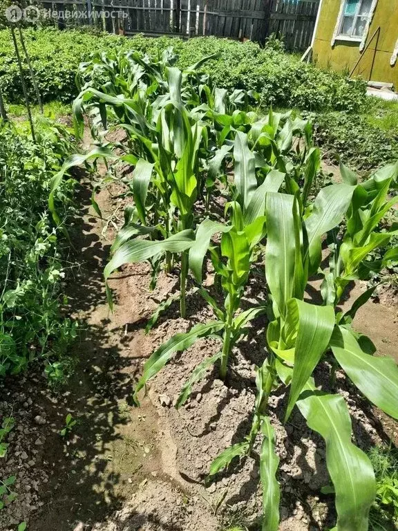 Дом в Еврейская автономная область, Смидовичский муниципальный район, ... - Фото 1