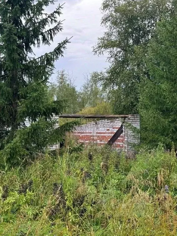 Участок в Ленинградская область, Волосовский район, Рабитицкое с/пос, ... - Фото 2