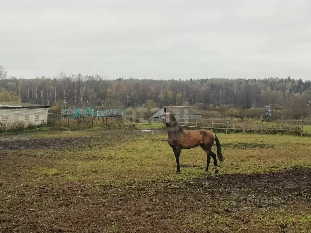 Дом в Владимирская область, Покров городской округ, д. Крюки ул. ... - Фото 2