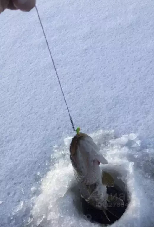 Дом в Ленинградская область, Выборгский район, Полянское с/пос, Озеро ... - Фото 1