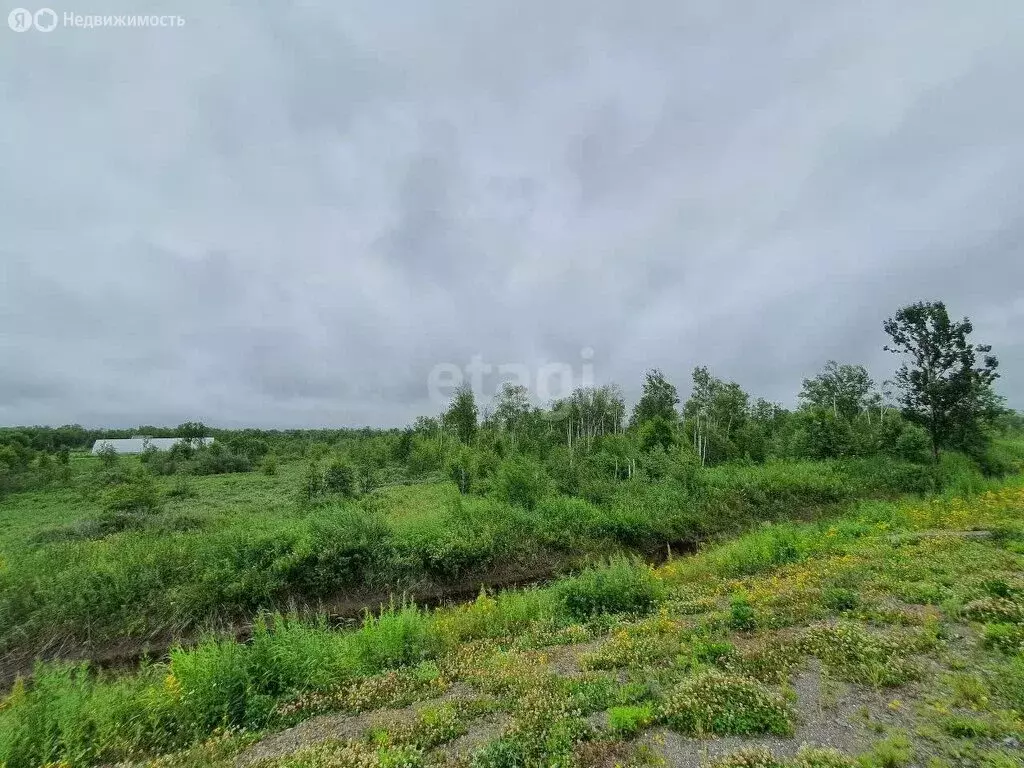 Участок в Елизово, СНТ Дубрава-1 ПААТО Камчатстроя (100 м) - Фото 0
