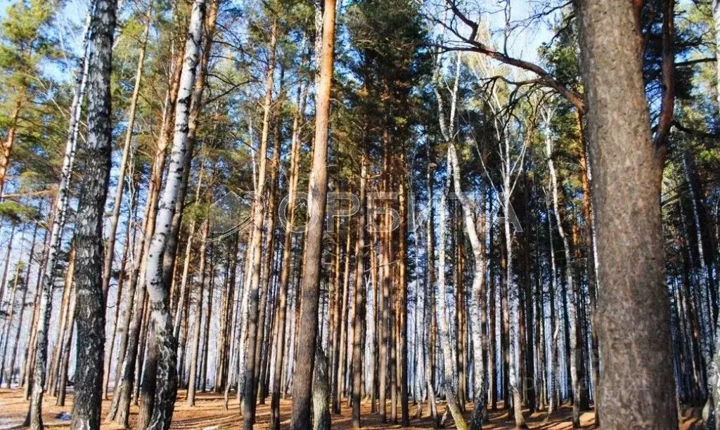 Участок в Тюменская область, Тюменский район, д. Речкина  (24.0 сот.) - Фото 0